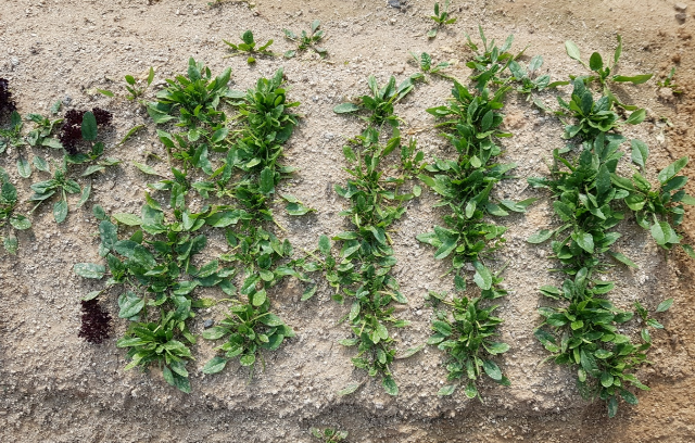 농사짓기 2월 3월에 심는 작물 7가지 파종시기