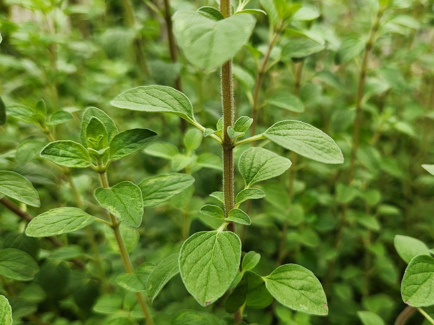 마조람 Marjoram