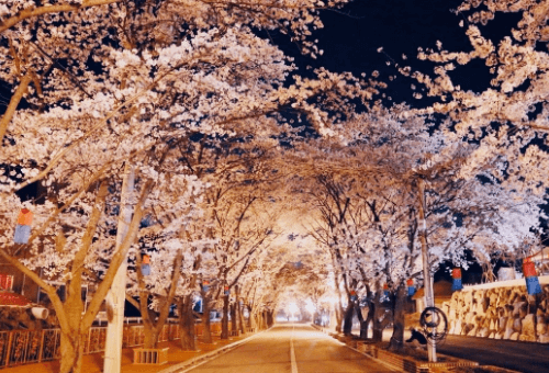 가평 에덴벚꽃길 벚꽃 축제