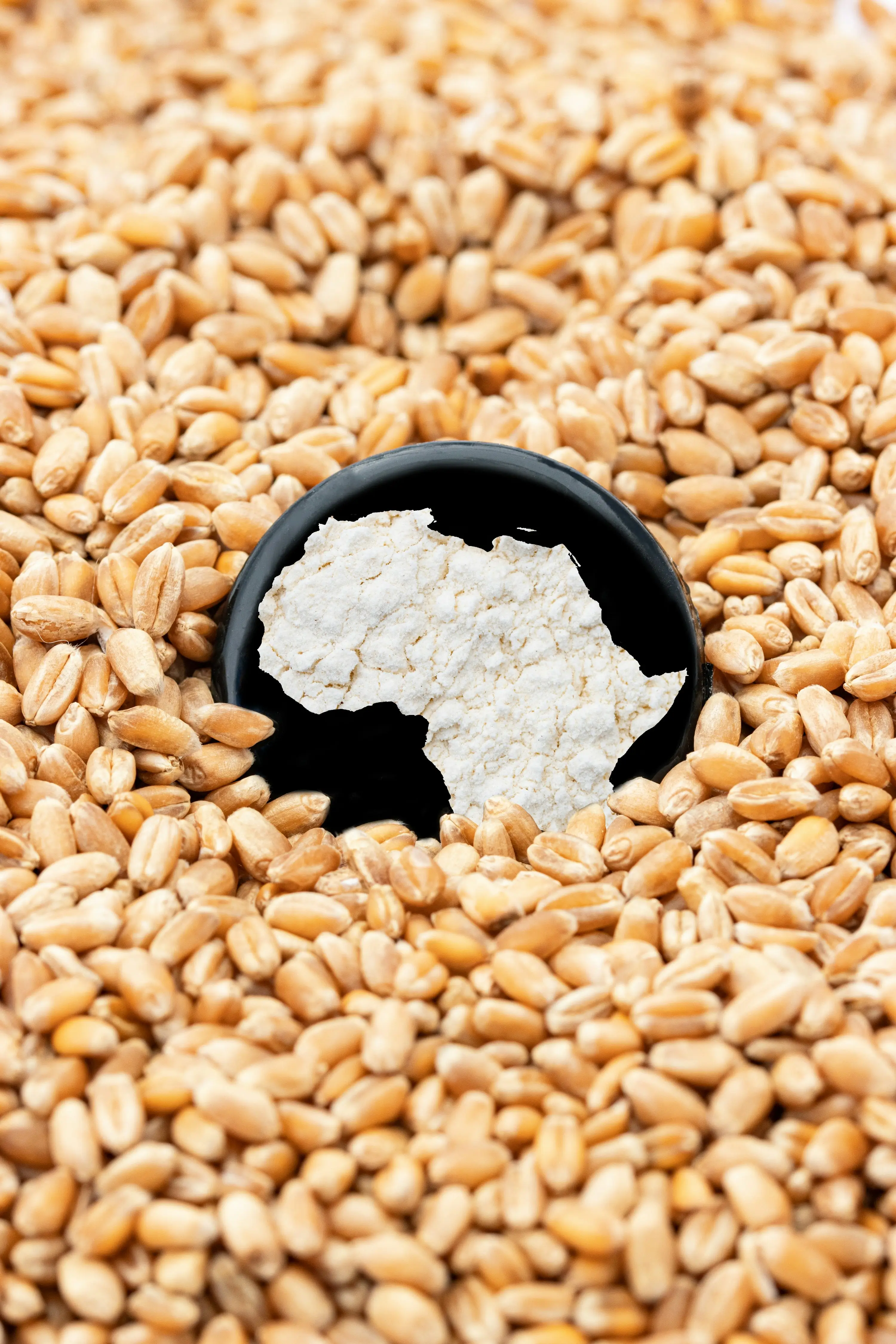 사료 곡물 관련주