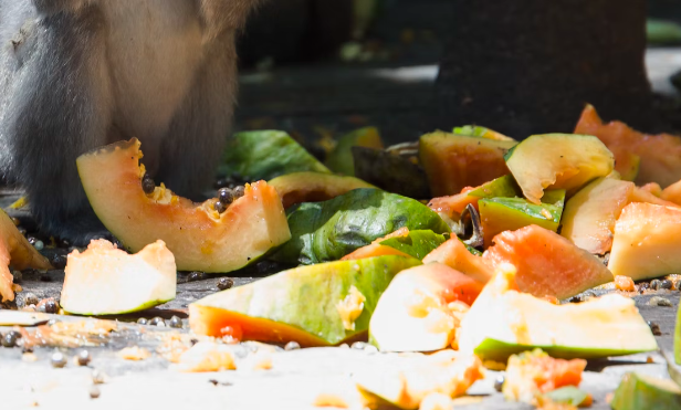  썩은 과일이나 채소