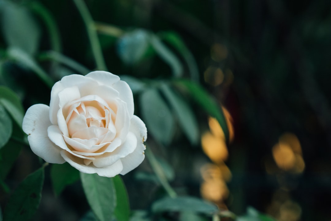 Camellia