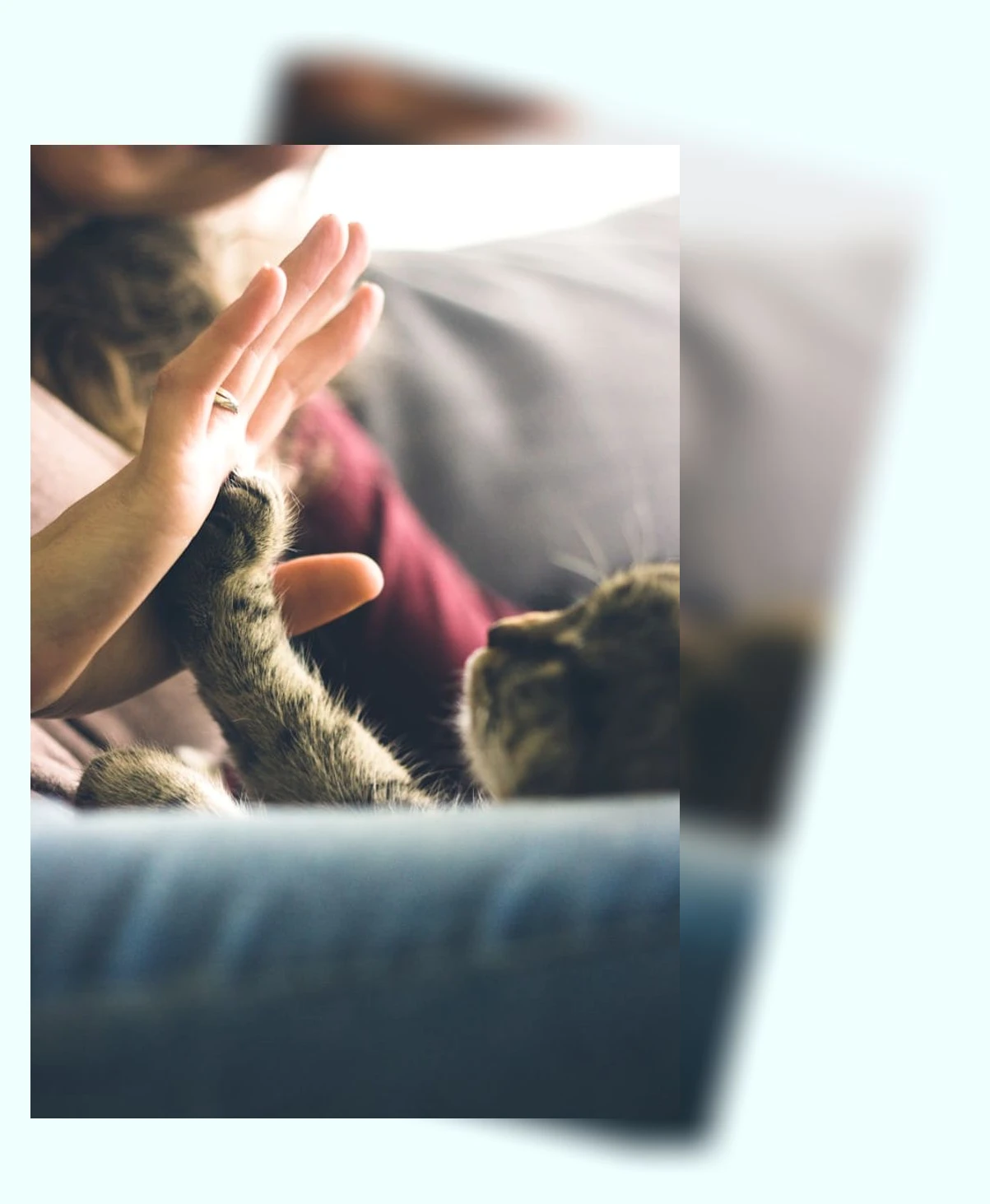 반려동물 털 관리_1_subsection