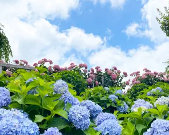 공주 수국축제 유구색동 수국 정원 꽃축제_6