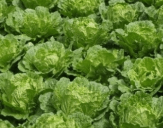 김장김치 양념 맛있게 만드는 방법