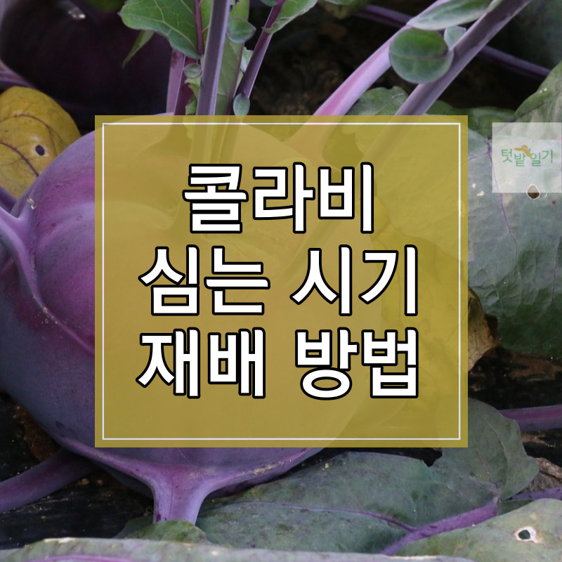 콜라비 심는 시기 및 재배방법 썸네일