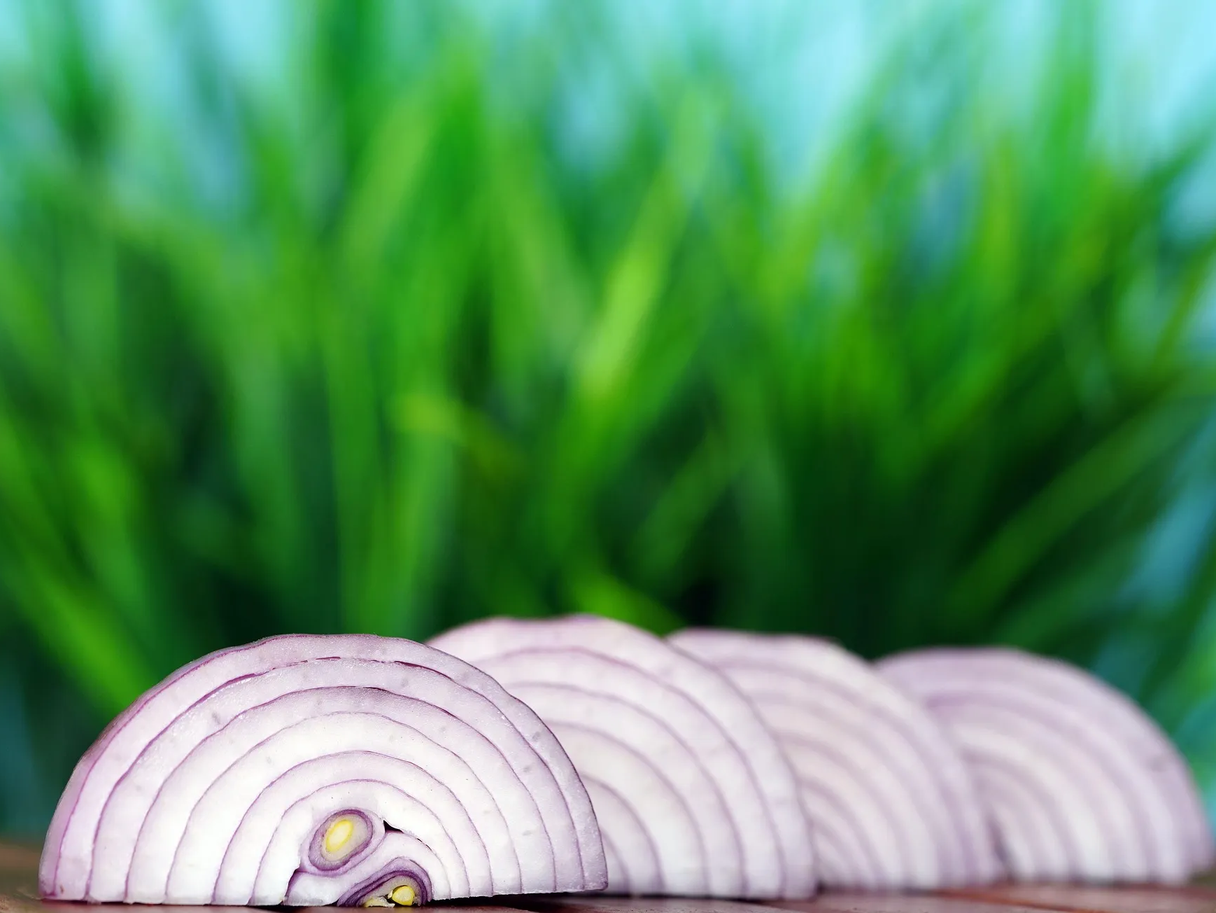 세포 손상을 줄이는 작용 양파