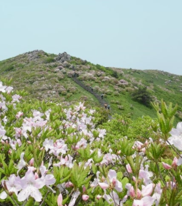소백산 철쭉 개화시기