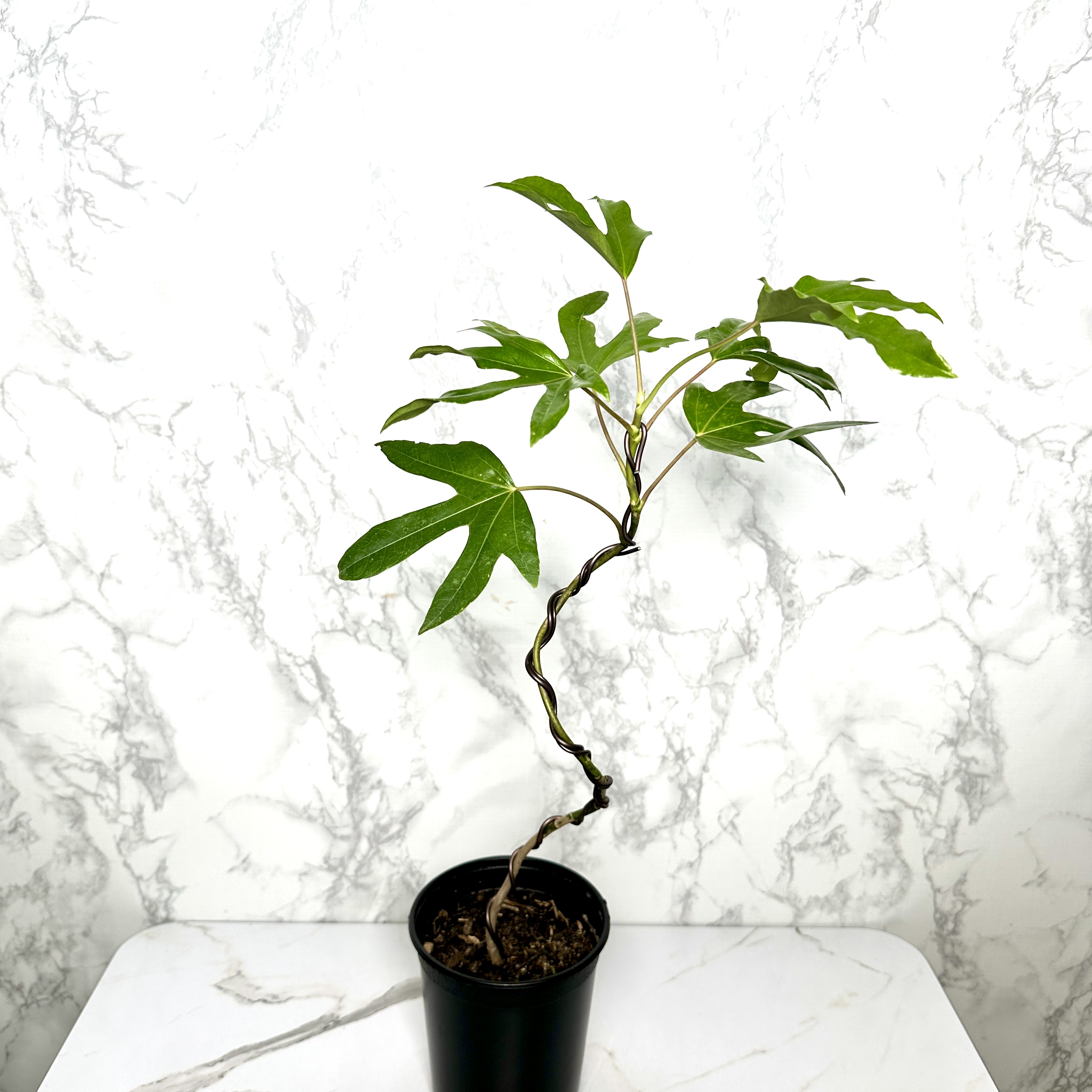 황칠나무 키우기