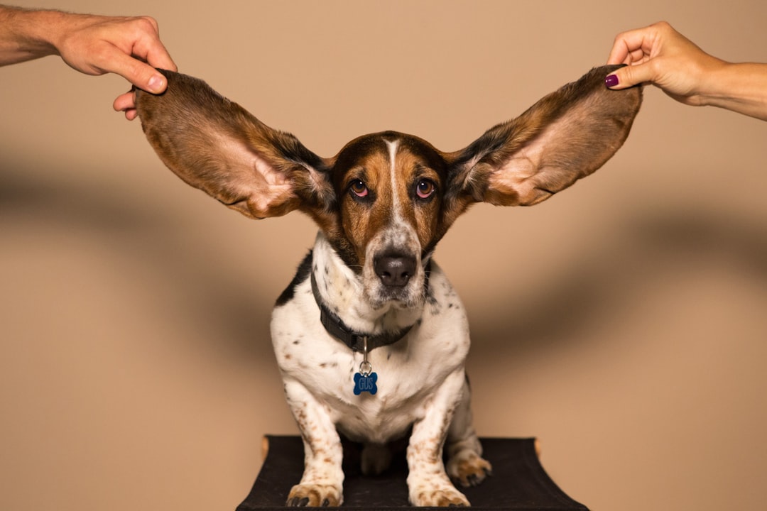 Ear