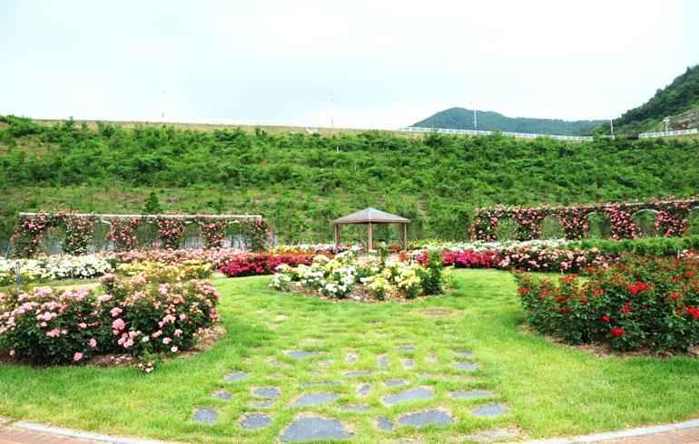 장성 평림댐 장미공원