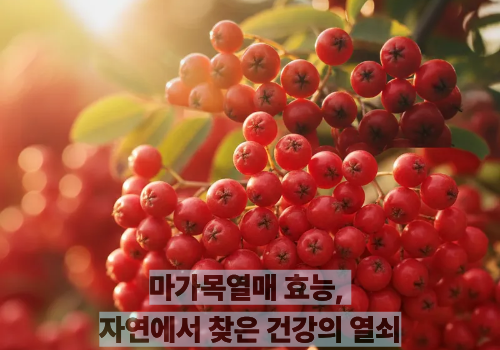 마가목열매 효능, 자연에서 찾은 건강의 열쇠