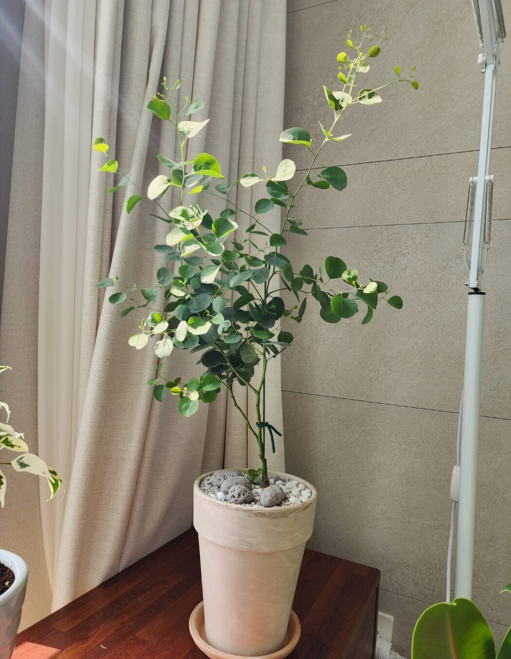 햇살에 새순이 올라오는 폴리안