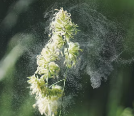 천식 증상 그대로 두면 위험하다 원인 예방법