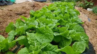 상추 재배 모종활착 일조량 관리 잎따기 방법_12