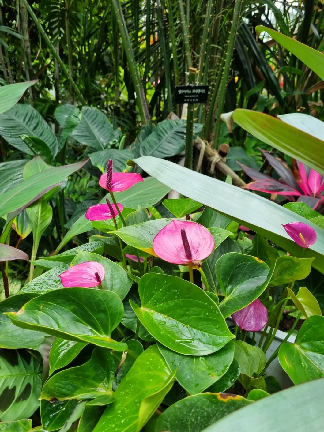 서울식물원 입장료