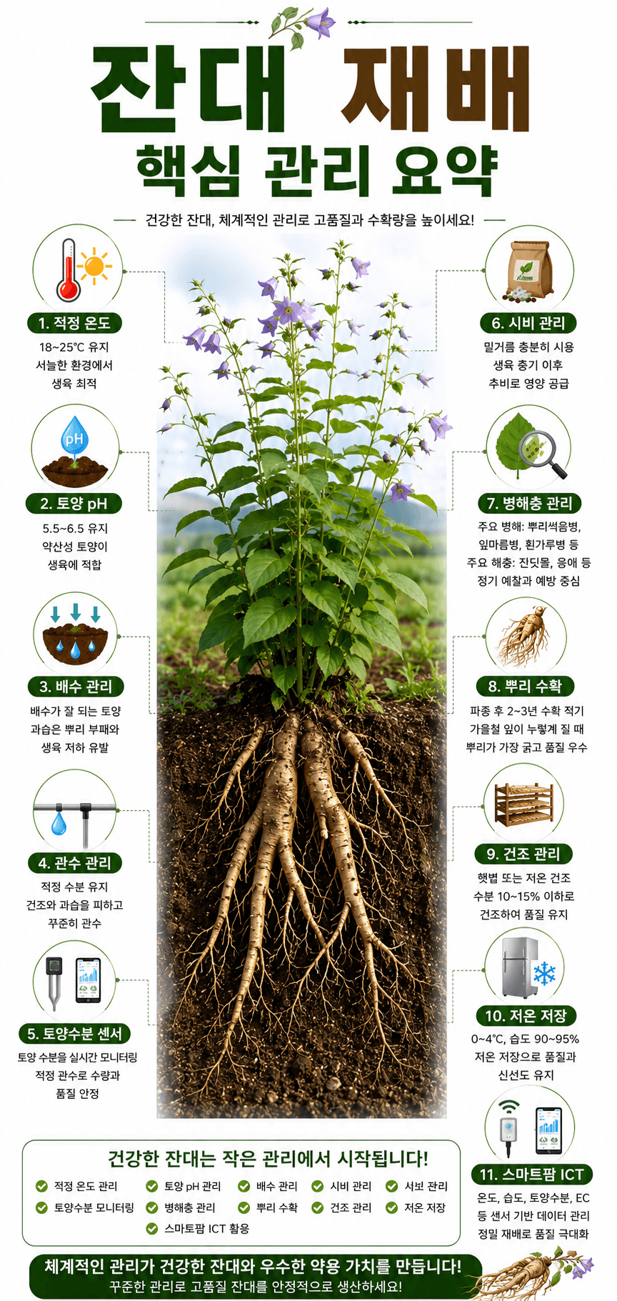 잔대 재배 힉심관리 인포그래픽