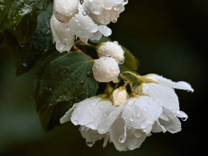 2024년 장마와 2025년 장마 비교