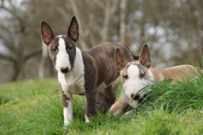 공원에 있는 불테리어 두마리 사진