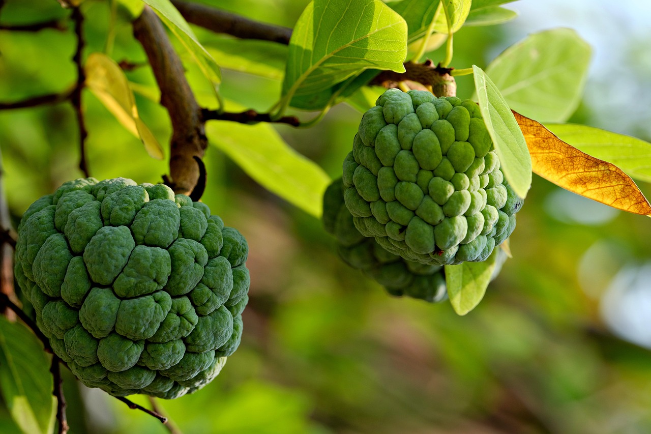 커스터드애플(Custard Apple) 열대 과일 나무