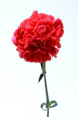 어버이날 카네이션 관련 사진