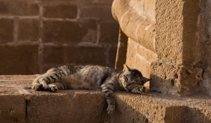 제품별 상세 분석 관련 사진