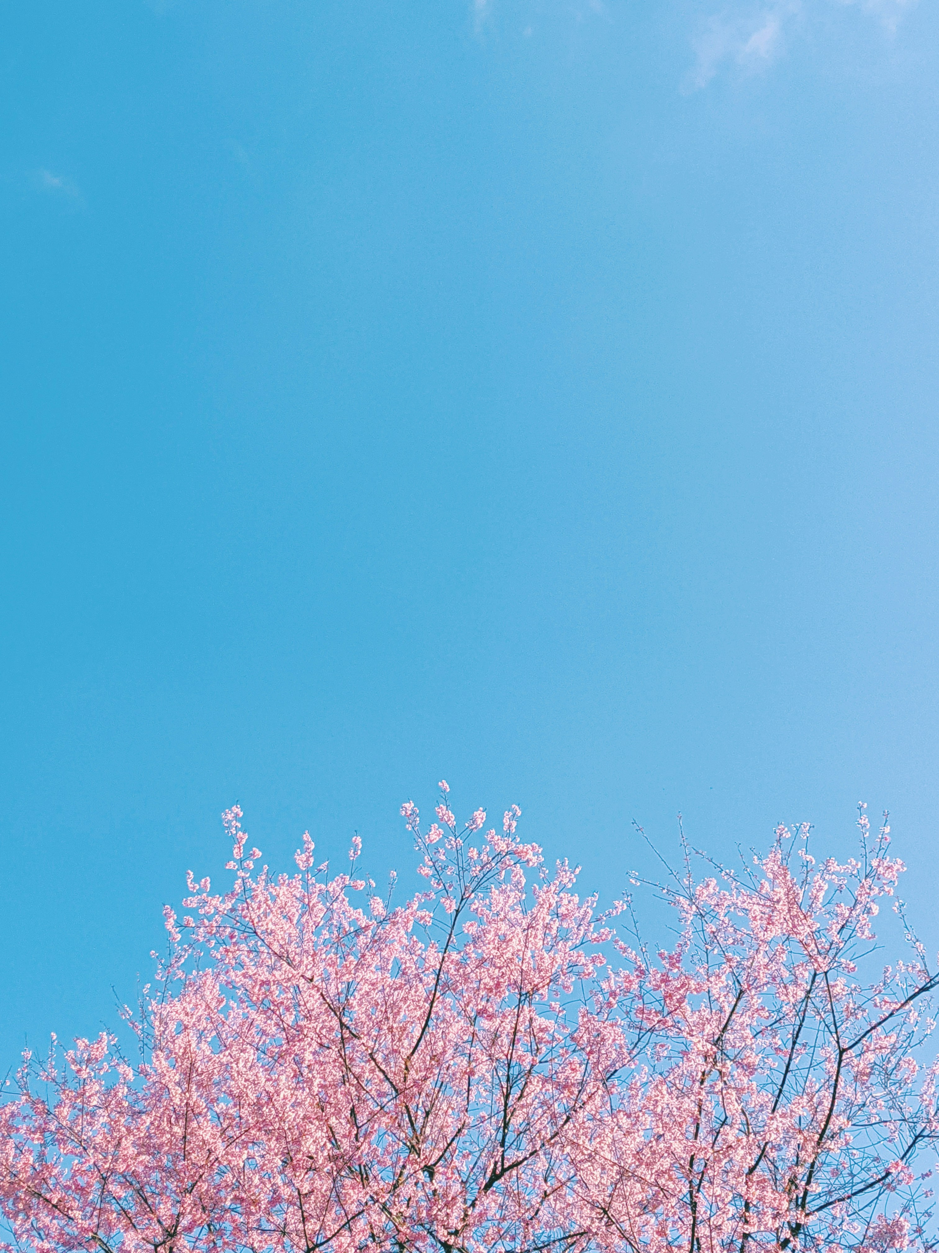 cherry blossom
