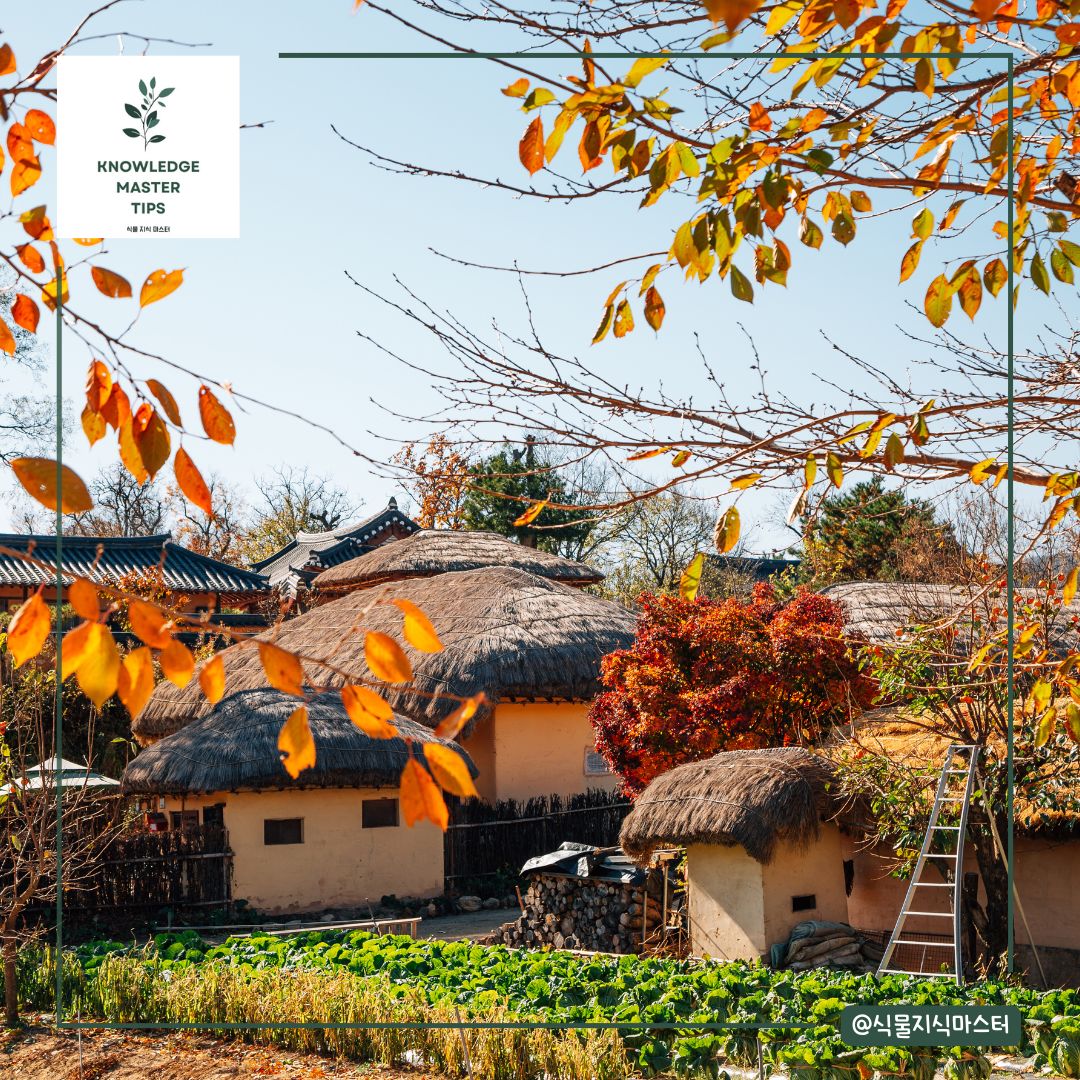 경상도 단풍 명소 - 안동 하회마을