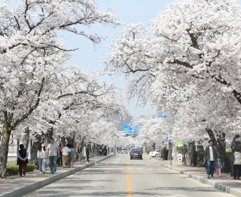 정읍 벚꽃