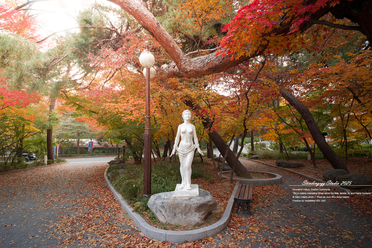 #서울 #경희대 #경희대학교 #단풍 #가을