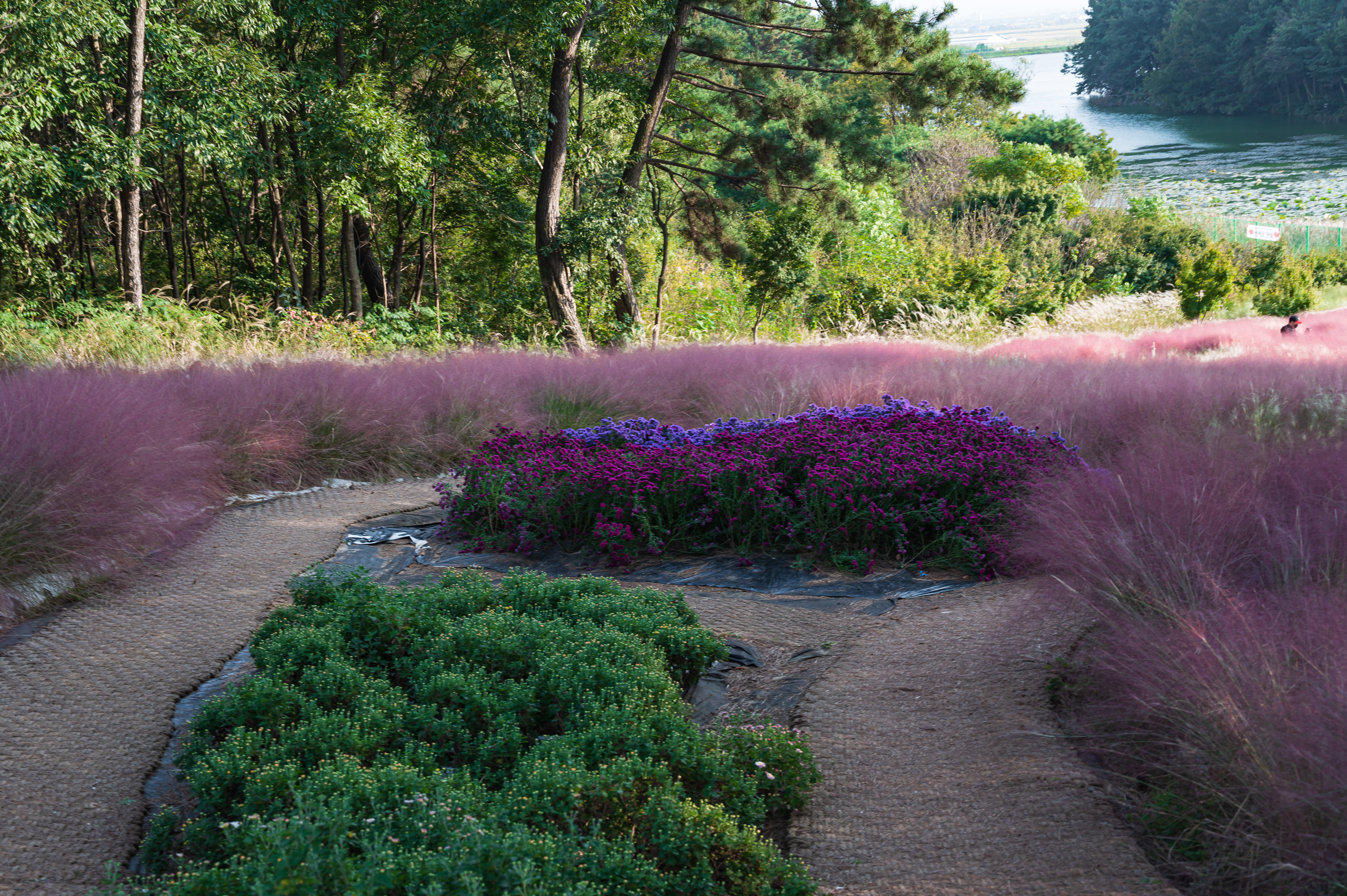 ์ ํฅ ๊ทผ๋ฆฐ ๊ณต์ ๋๋ ๊ธธ