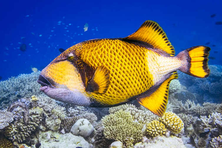 타이탄 트리거피쉬(Titan Triggerfish)