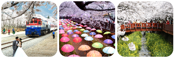 진해 군항제 일정 및 주차장 정보