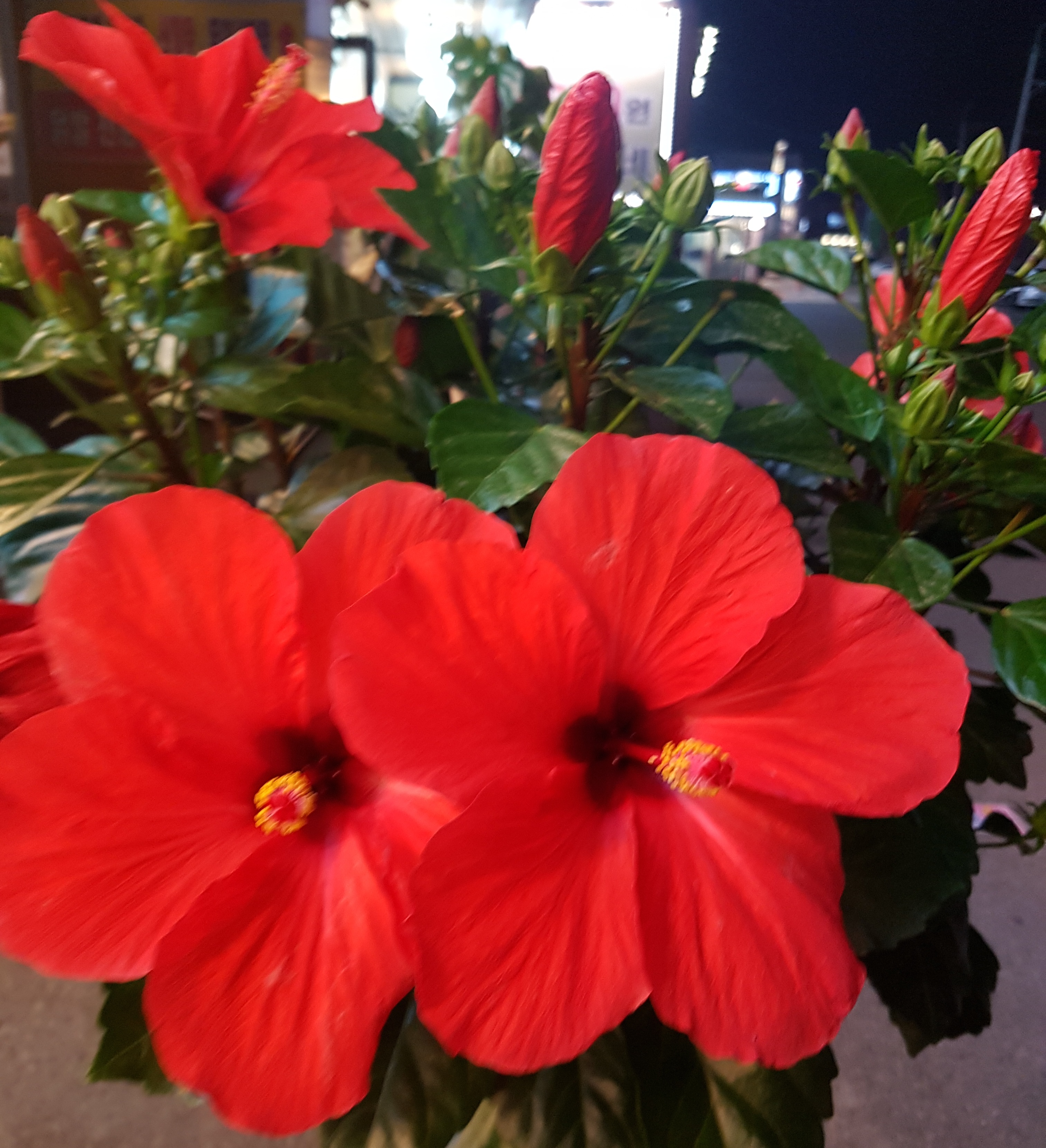 밤거리에서 활짝 핀 붉은 히비스커스 꽃