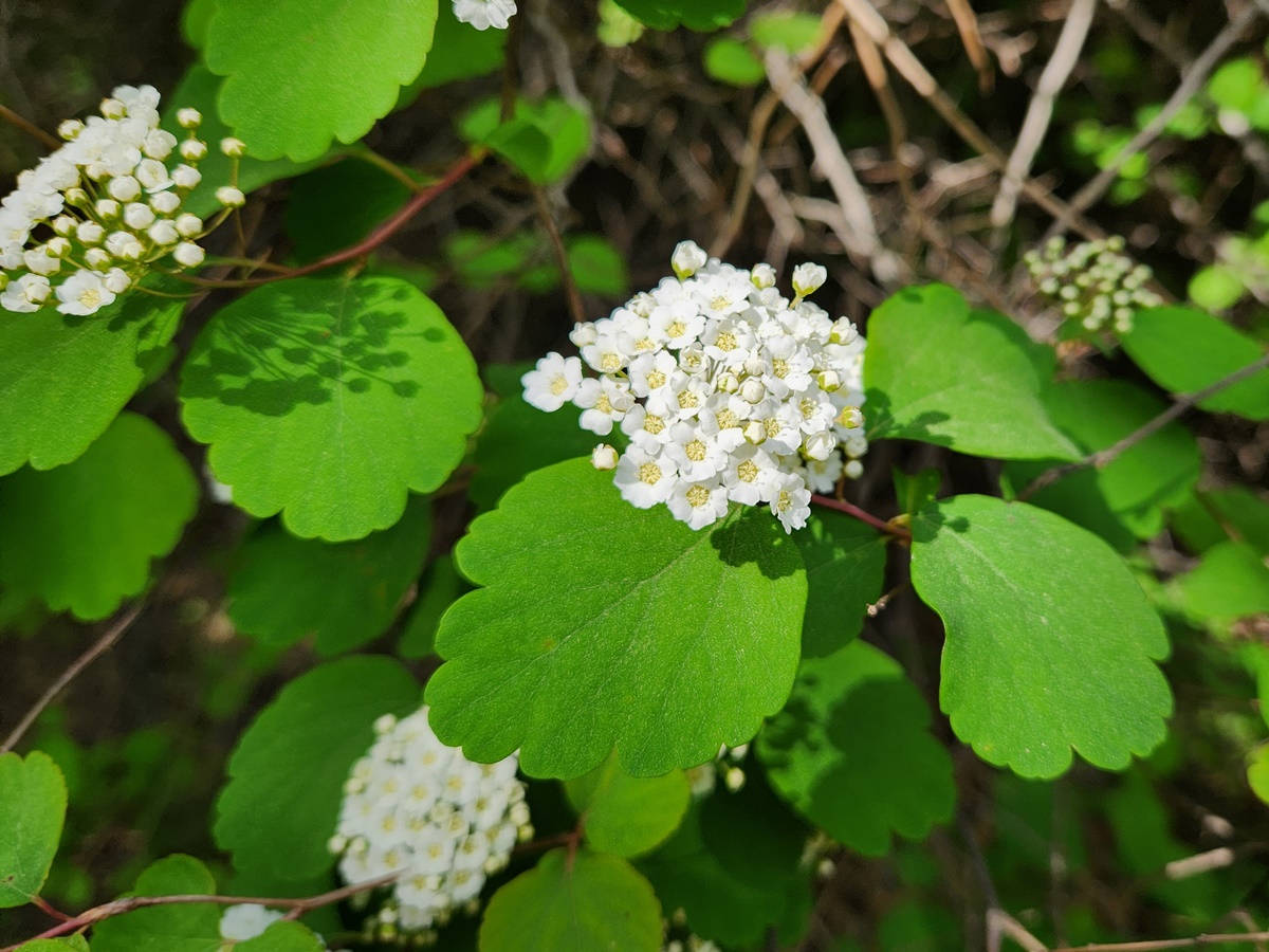 산조팝나무