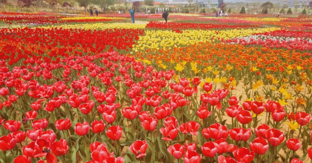 아산 피나클랜드 튤립 축제.생방송투데이.일정.가는길.주차장.2023년안내