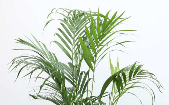 이레카야자 이미지