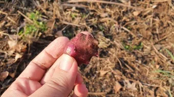 돼지감자 재배 종구 선택 배수로 만들기 수확 건조_3