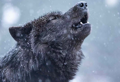 개들이 짖는 이유는