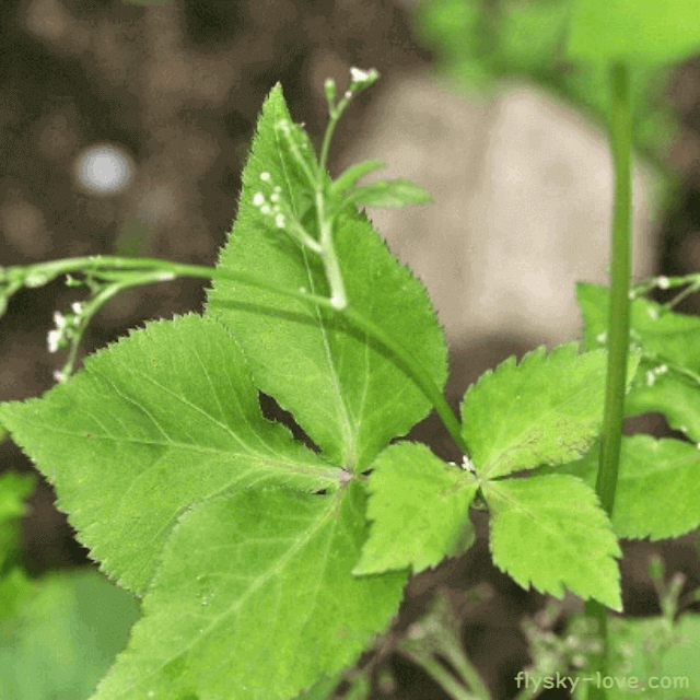 파드득나물 먹는 방법