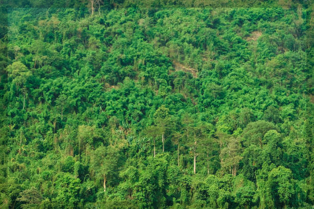 11월 화담숲: 가을의 끝자락에서 즐기는 단풍과 겨울 풍경