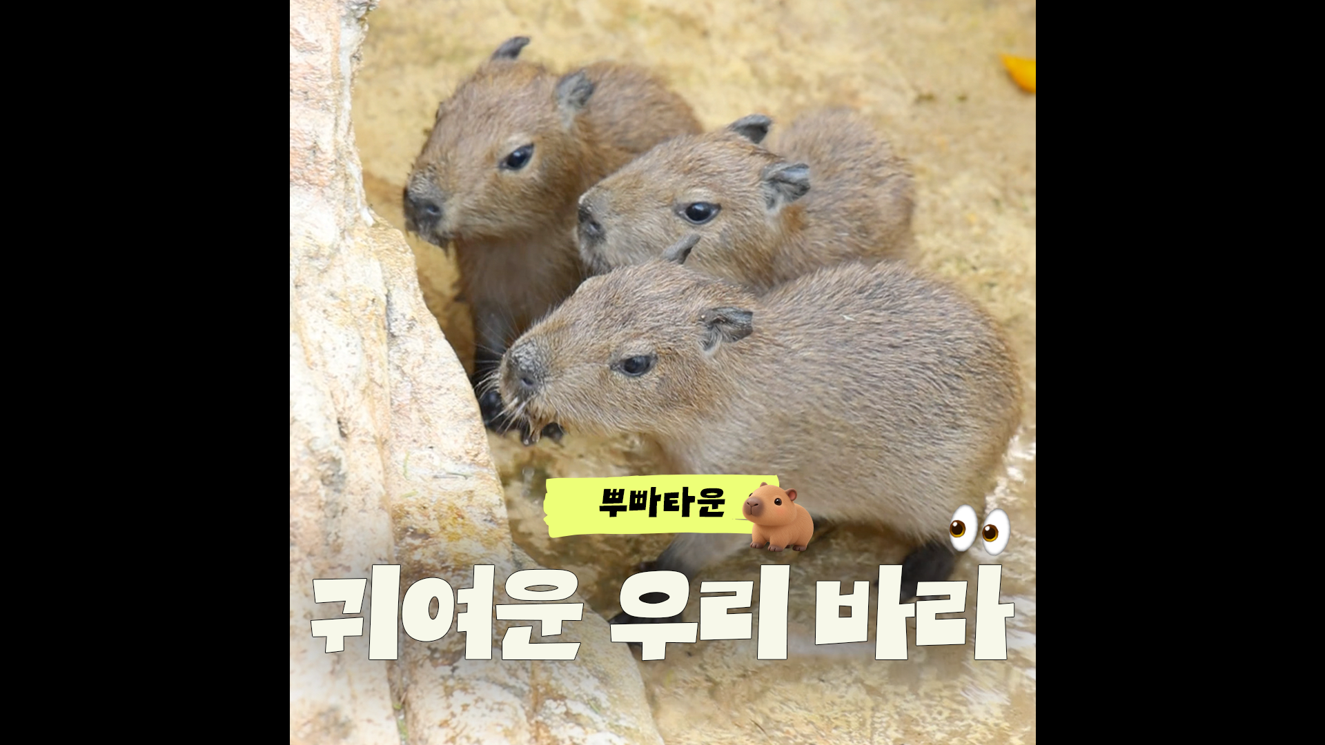 카피바라 아기바라~🤎 | #shorts #아기카피바라 #삼둥이