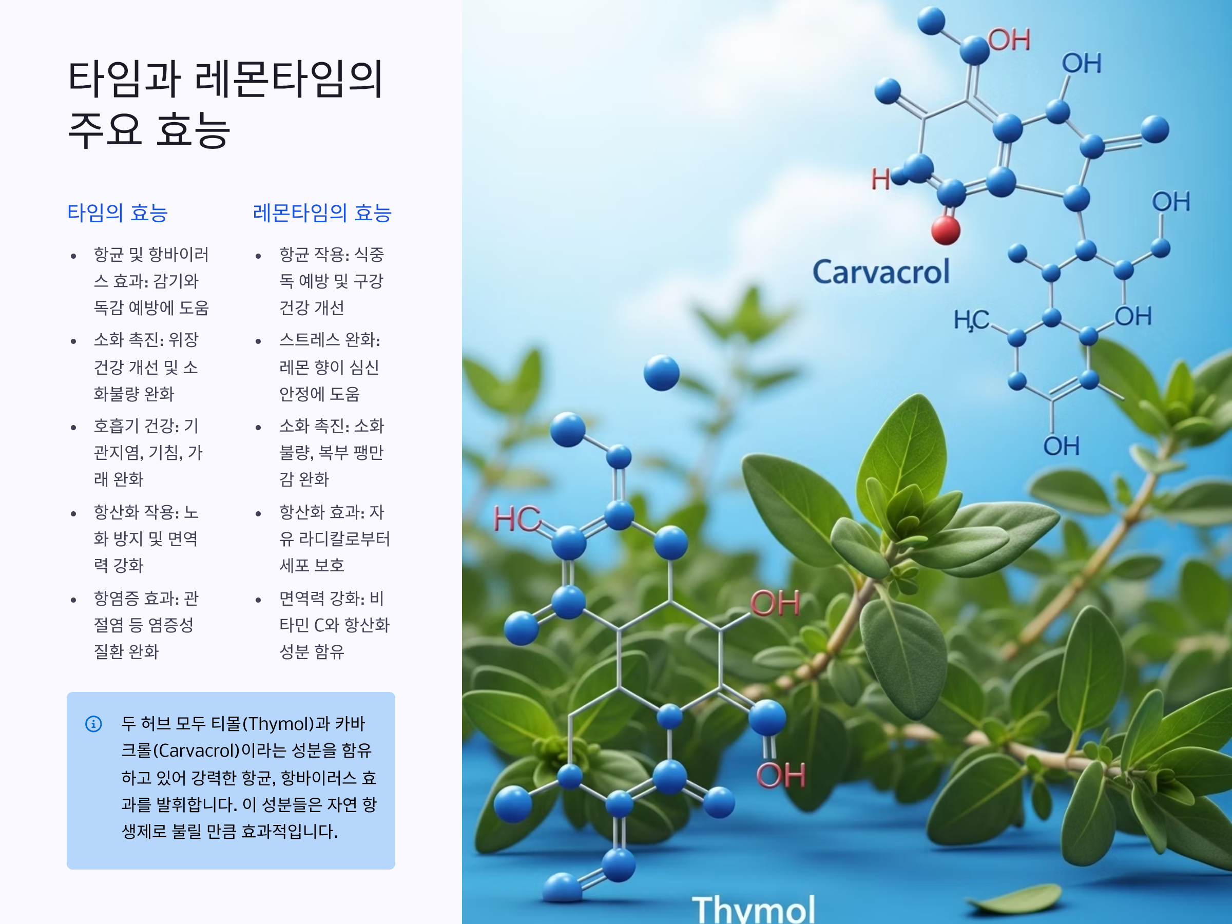 허브 타임과 레몬타임의 주요 효능