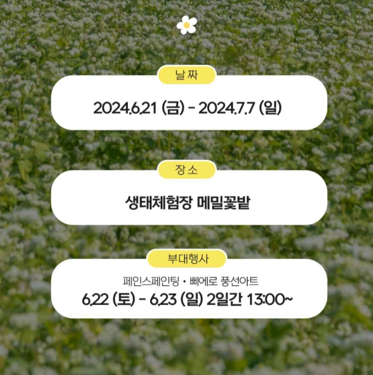 제주 메밀꽃 축제 2024 요금 행사