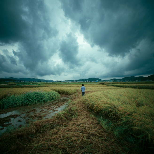 태풍으로 쓰러진 논밭