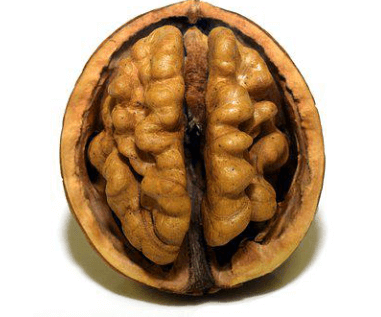 뇌의-형상을-하고-있는-호두열매