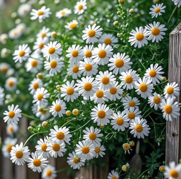 가을에 피는 꽃 종류 구절초