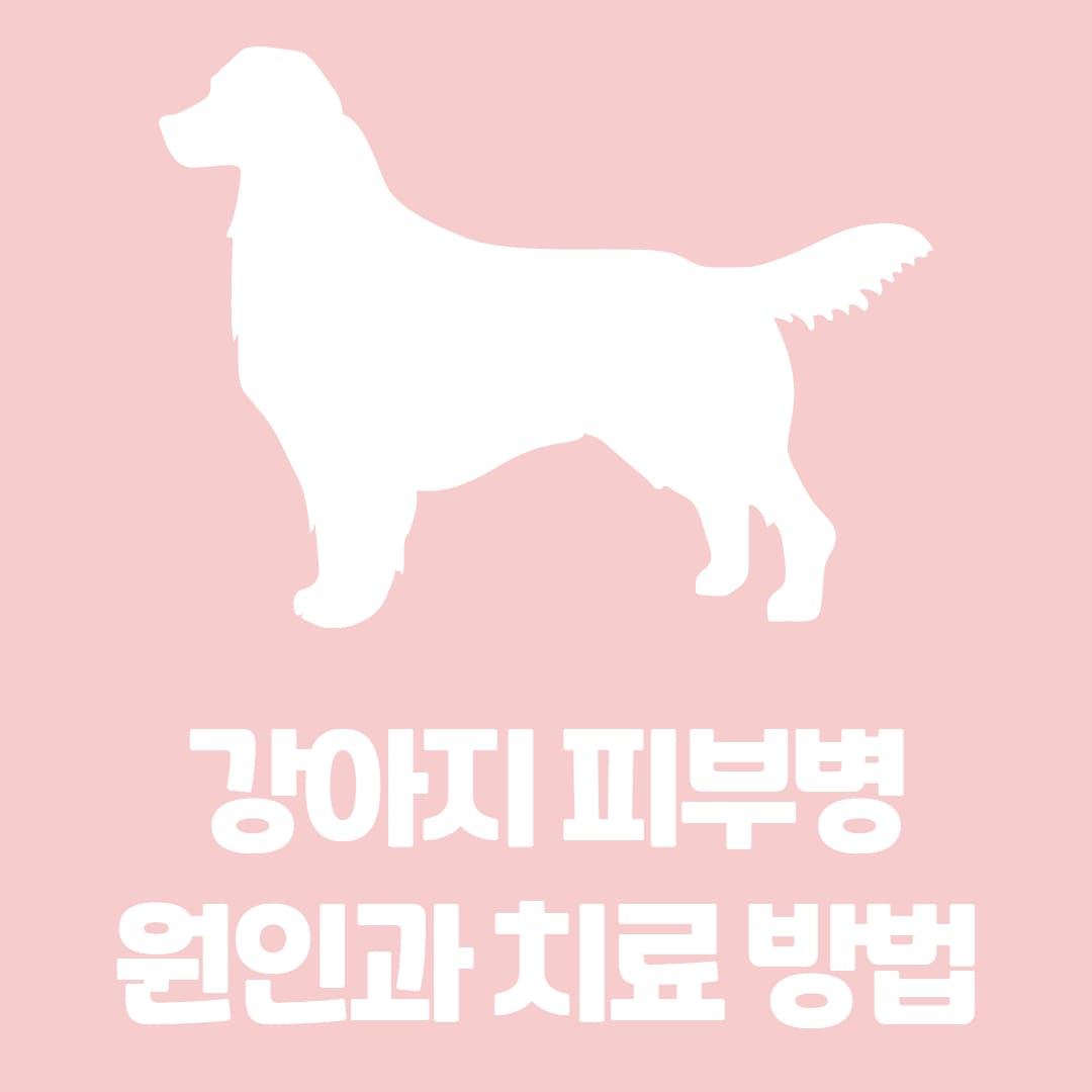 강아지 피부병 원인과 치료 방법에 대해 알아보자