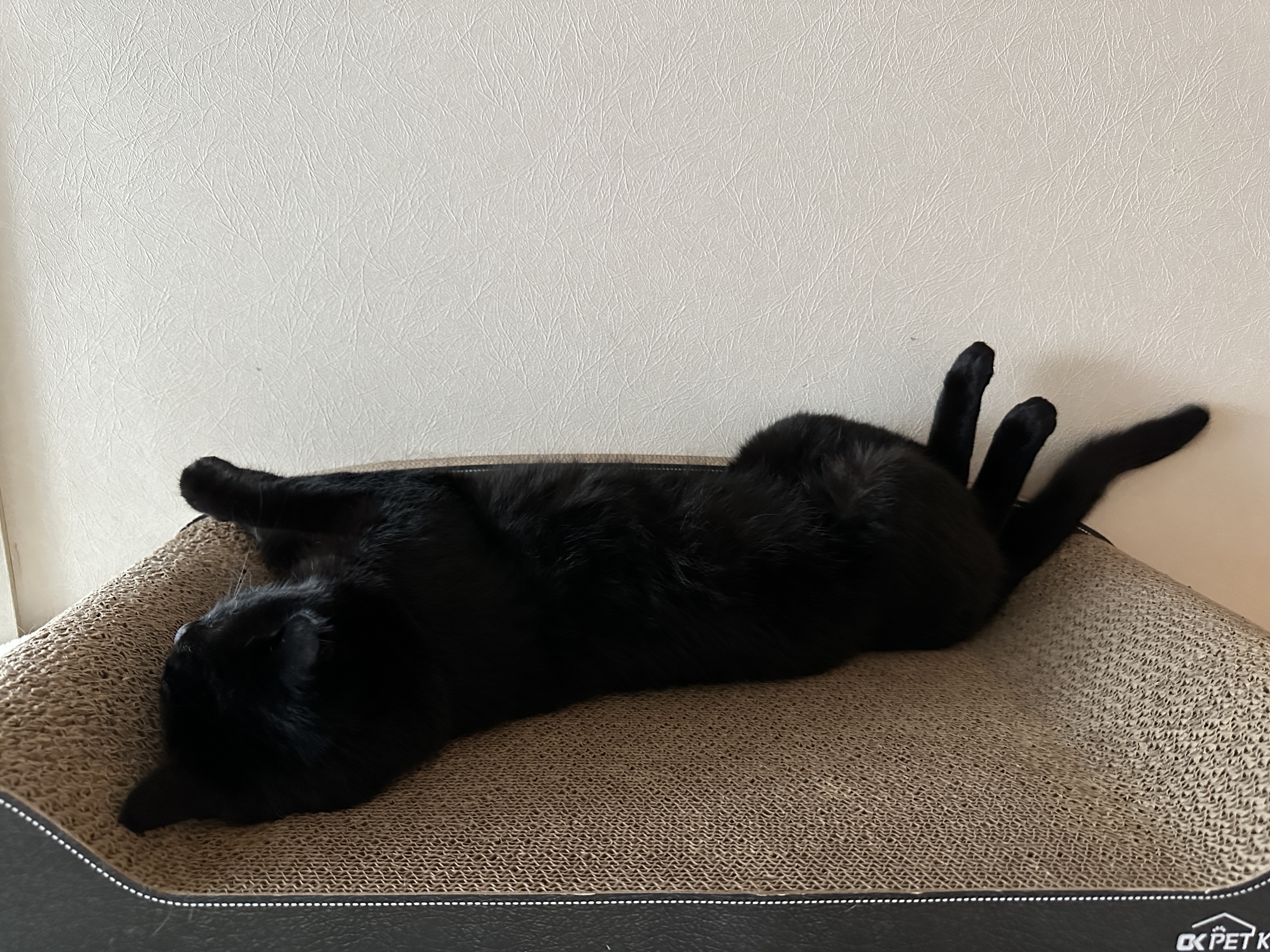 스크래쳐_위에_누워있는_올블랙고양이_건이