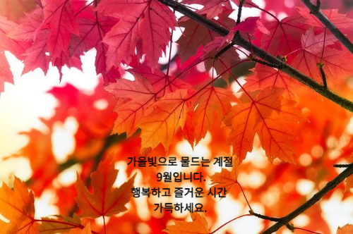 붉게 물들어가는 단풍잎